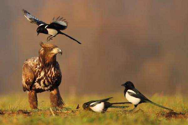 喜鵲變兇禽了？鵲擊長空鬥金雕，圈養麻雀似牛羊，落地抓魚捕鼠兔