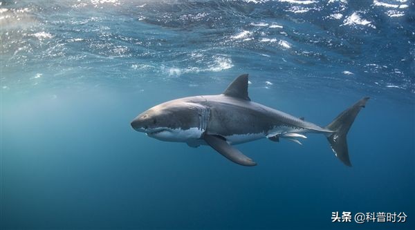不同動物眼中的世界，看完你還相信我們看到的世界才是真實的嗎？