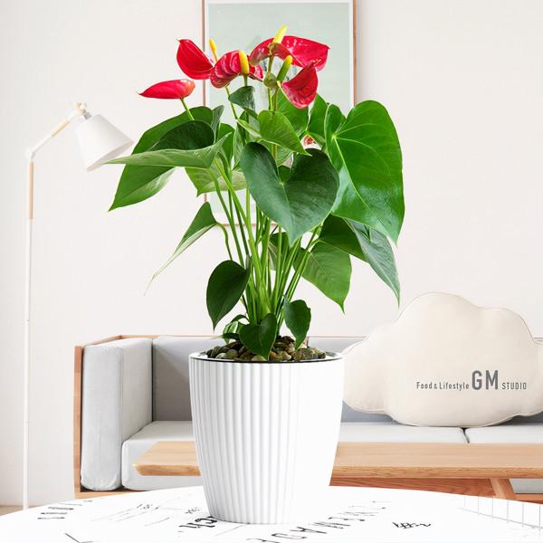 6種“漂亮花”,天生不怕“冷”,現在養錯不了 6種“漂亮花”,天生不怕“冷”,現在養錯不了