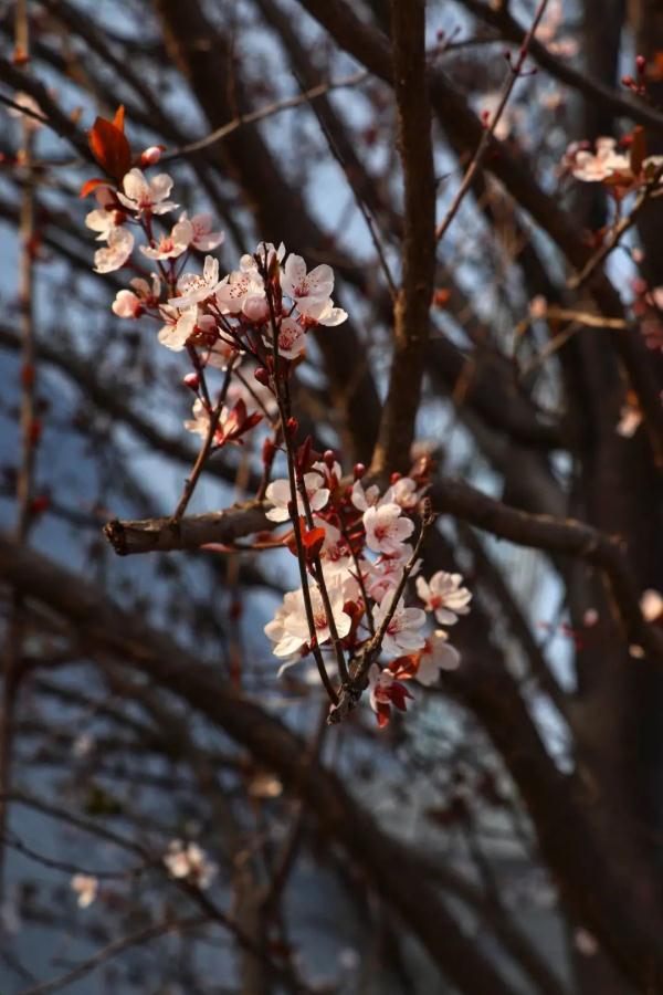 河南這所高校的秋:又美又颯 河南這所高校的秋:又美又颯