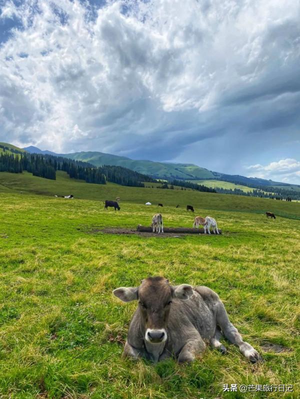 新疆伊犁自由行，廣東妹子30天花費8000元，看看一路吃住明細