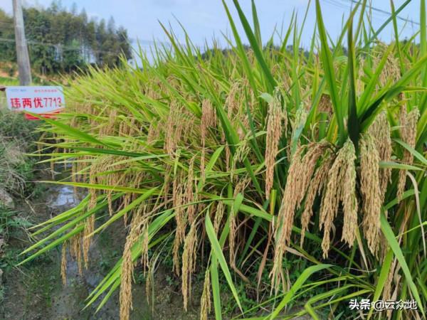 首個國審抗稻飛蝨品種瑋兩優7713，高科技創新育種代表作