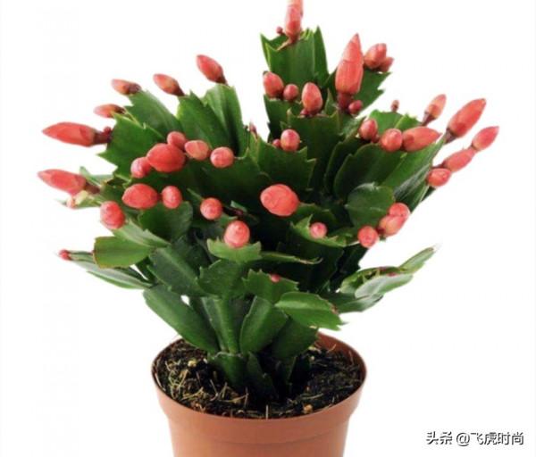 秋後養蟹爪蘭和長壽花,只需要做好這三件事,很快就冒花苞 秋後養蟹爪蘭和長壽花,只需要做好這三件事,很快就冒花苞
