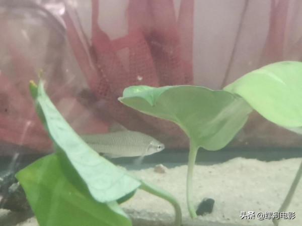 南方溪流原生魚類