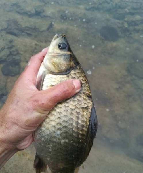 冬季不想空軍，跟大師學釣魚