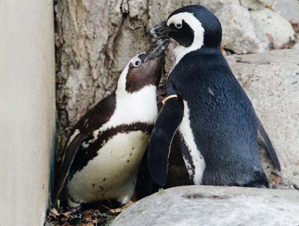 紐約一對企鵝&OpenCurlyDoubleQuote;夫夫&rdquo;真的孵出了小寶寶！曾用假蛋小心練習