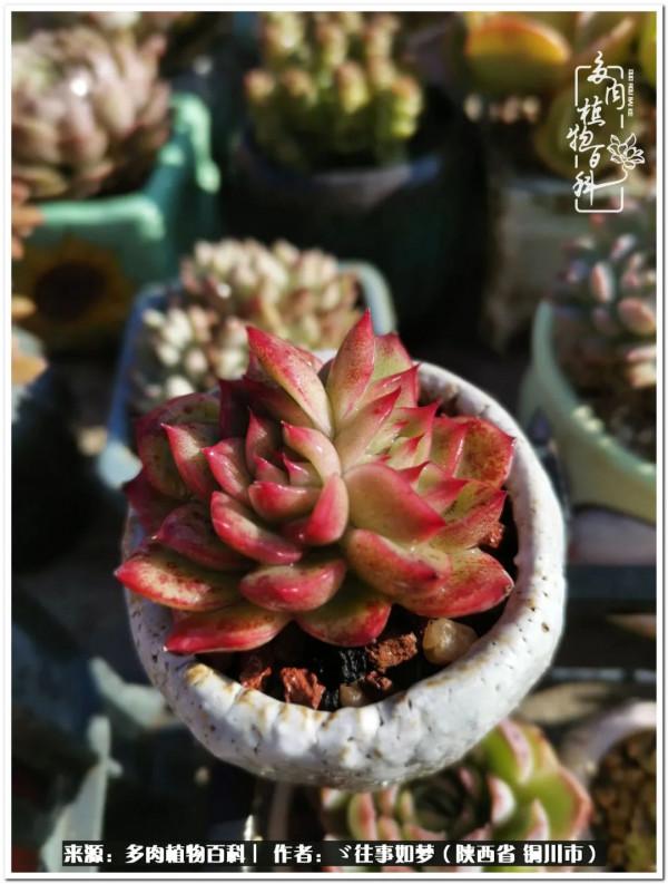 總有一段文字觸動心絃，總有那麼一盆多肉能打動你的心