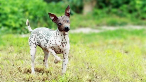這16種狗,就算過敏人士也能養 這16種狗,就算過敏人士也能養