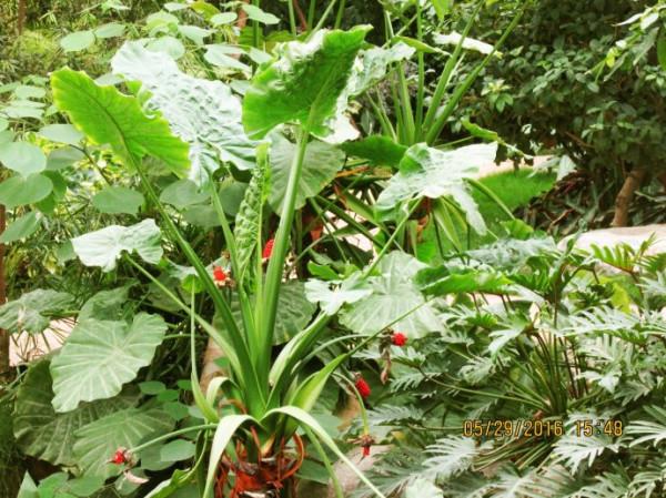 6種&OpenCurlyDoubleQuote;大毒花&rdquo;，春天正開花，看見離遠點，避免中毒