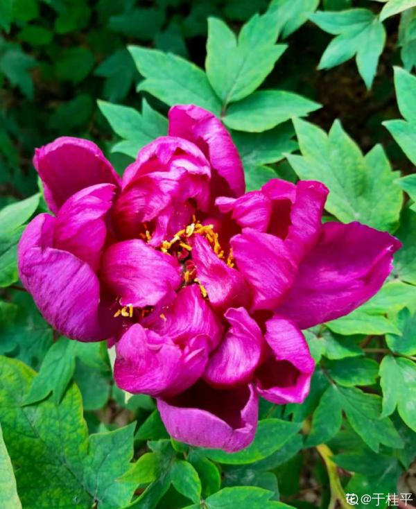 適合秋天養的12種花,耐陰又耐寒,秋冬長得更精神 適合秋天養的12種花,耐陰又耐寒,秋冬長得更精神