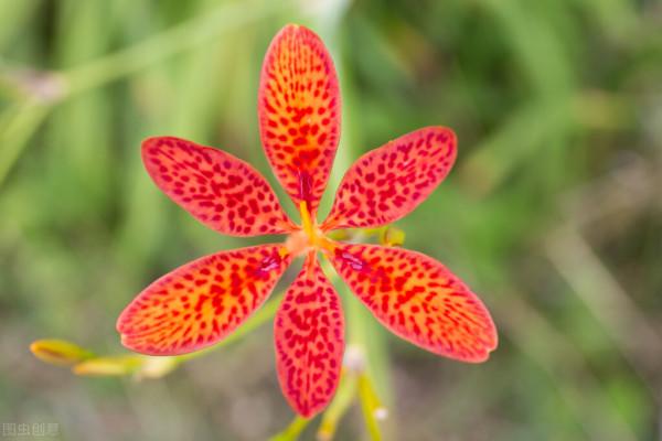 秋花好評排行榜出爐:月季沒上榜,三角梅跌出前三 秋花好評排行榜出爐:月季沒上榜,三角梅跌出前三