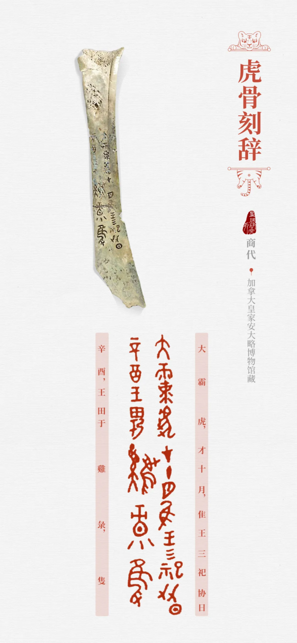 &quot&semi;meng&quot&semi;虎出山，虎年新春帶你看老虎的前世今生