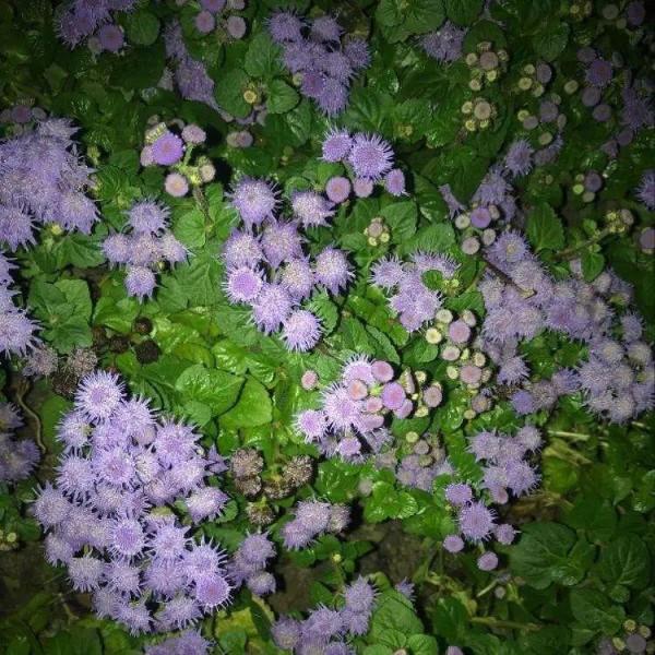 50種花春天播種，長滿小院子，能開一整年