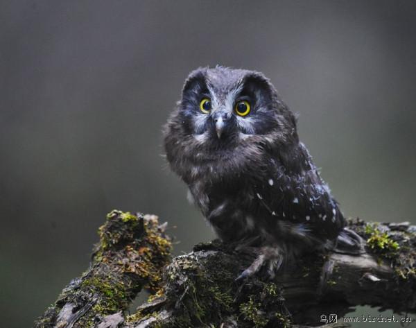 農村常見的7種鳥，夜裡叫聲能嚇哭小孩，有一種叫鬼鴞