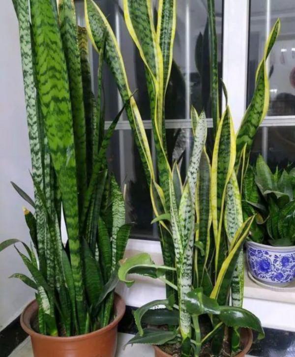 十月養這“6種花”，建議窮養，多曬少管，栽小盆更利於生長