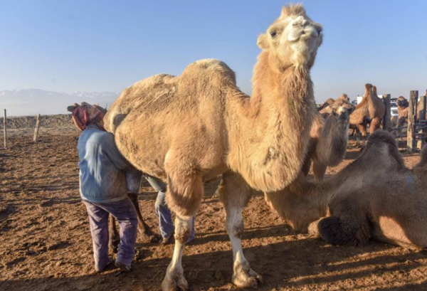 家有小朋友,常吃這2種美食,長個不長胖 家有小朋友,常吃這2種美食,長個不長胖
