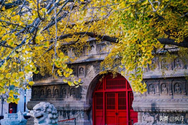 再有半個月，北京將迎來最美的季節，12個銀杏寶藏地，附機位攻略