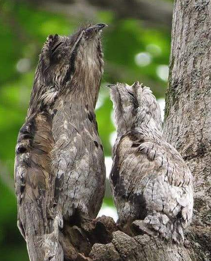 林鴟鳥和大麻鳽是真的能偽裝，不仔細看，都發現不了它們