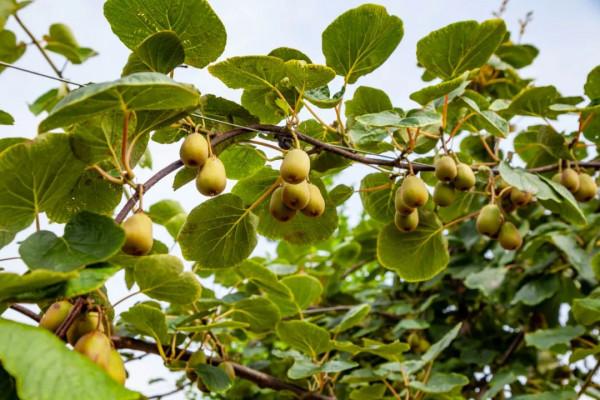 西瓜香瓜桃子枇杷獼猴桃，|| 是瓜果飄香的豔洲