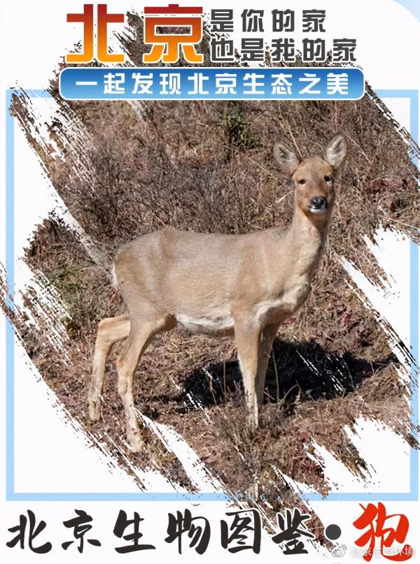 北京生物圖鑑 | 狍 北京生物圖鑑 | 狍