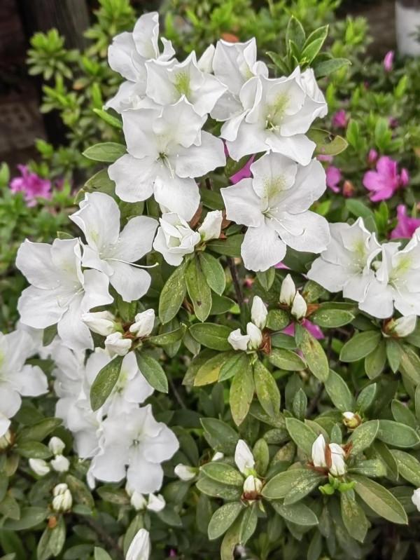 杜鵑花開正豔時