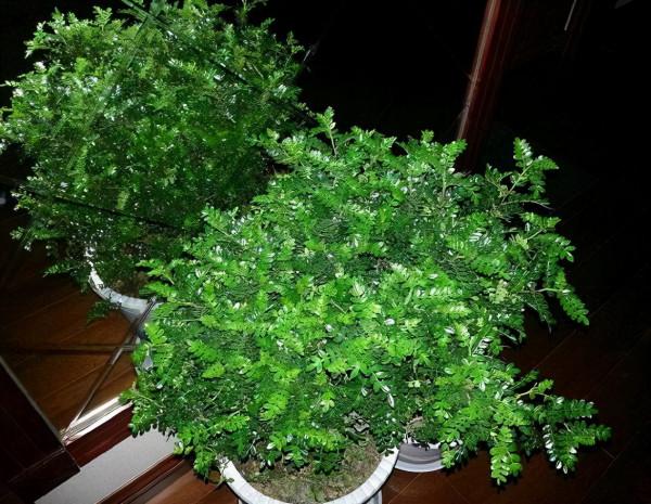 廁所不透氣,就養這“3種”花,空氣清香除臭味,再貴也要養1盆 廁所不透氣,就養這“3種”花,空氣清香除臭味,再貴也要養1盆