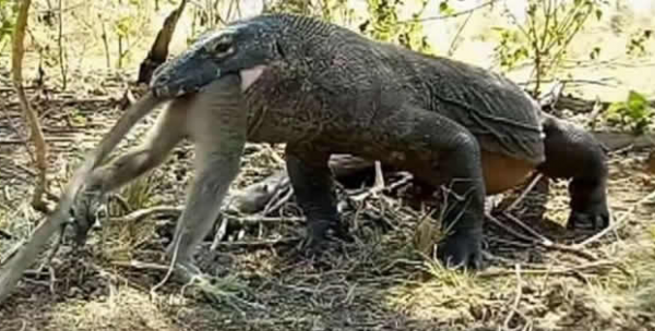 科莫多巨蜥捕獵到進食，基本不耗費什麼體力 簡單粗暴