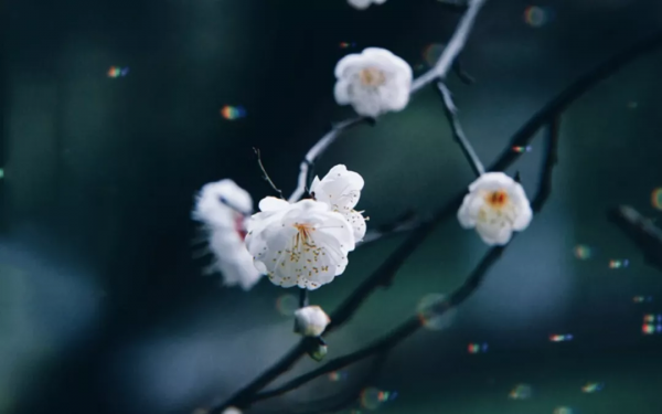 除了二十四節氣，你可能不知道中國還有七十二物候