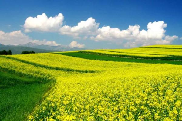 分享圖片，春天來了，滿山遍野的油菜花開了