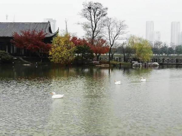 醉人的秋日依然那麼美，淡定從容的白鵝也迷戀……