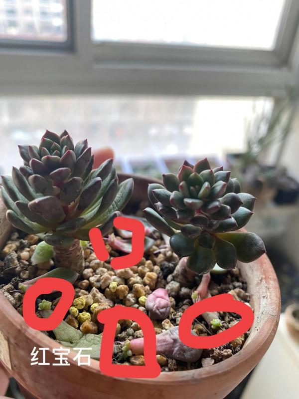 時隔一年，有幾顆小肉肉變成一片肉林，對你的愛，怎麼就愛不完呢