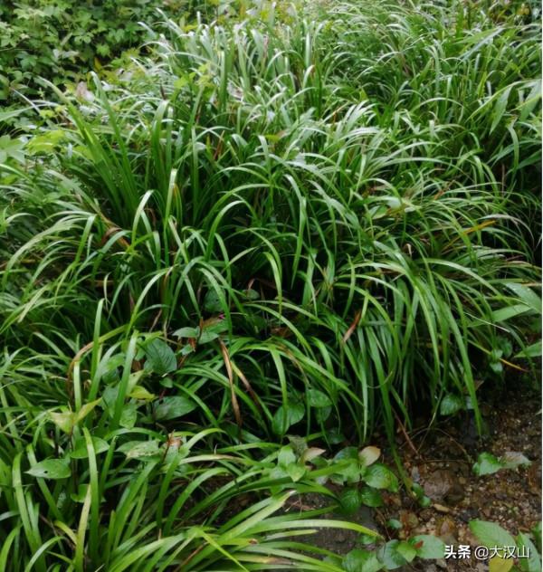 像韭菜一樣的植物叫什麼草? 像韭菜一樣的植物叫什麼草?