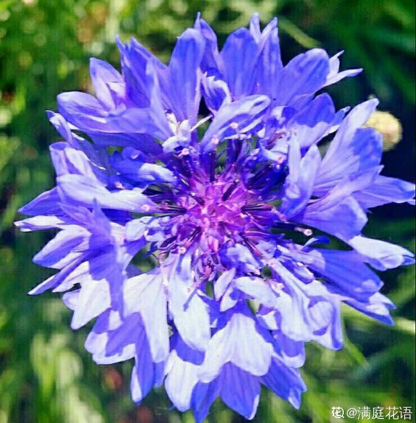 10種花,秋天種下正合適,錯過了要再等一年 10種花,秋天種下正合適,錯過了要再等一年