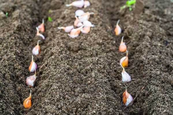 獨頭蒜是怎麼種出來的?高產口訣送給你 獨頭蒜是怎麼種出來的?高產口訣送給你