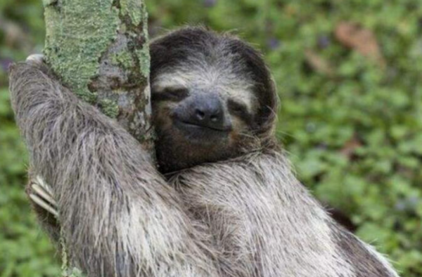 可憐的樹懶：超過50%的樹懶在拉屎途中意外身亡，真是執著