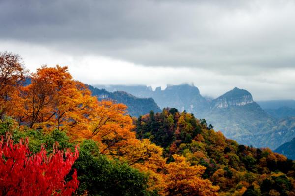四川旅行｜川東最美賞秋地，光霧山的漫山紅葉即將就位