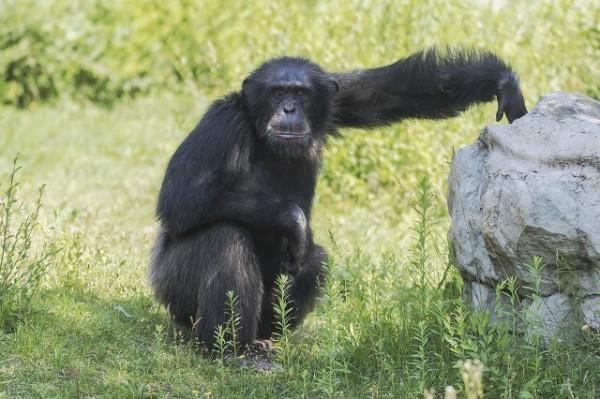 最全的動物名稱中英文圖文對照（1）