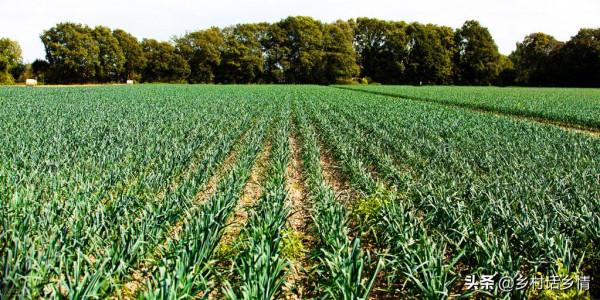 菠菜、韭菜、大蒜、小麥,冬前這兩點別忽視,產量高低就在這 菠菜、韭菜、大蒜、小麥,冬前這兩點別忽視,產量高低就在這