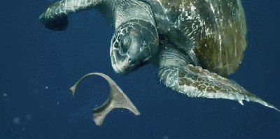 為何人類只探索了5%的海洋?人類在深海中,都發現了什麼? 為何人類只探索了5%的海洋?人類在深海中,都發現了什麼?