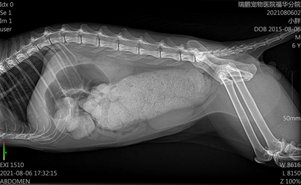 貓咪便秘，居然要動手術？這麼可怕嗎？