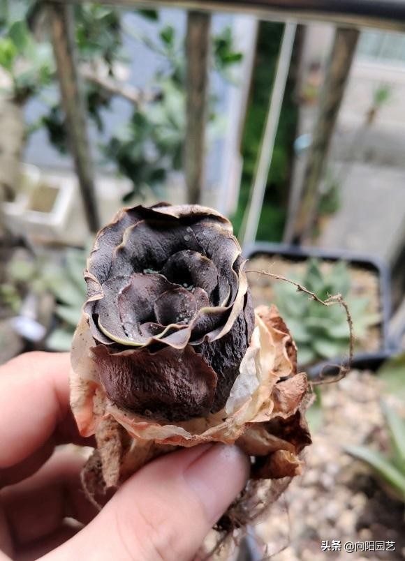 多肉爛根了，這8個原因造成的，新手養多肉，一定要避開大坑