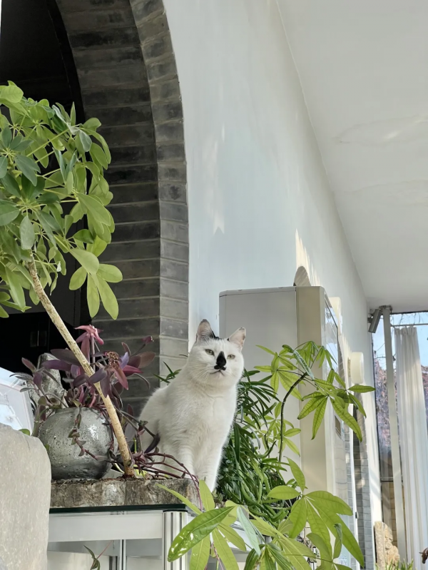 大阿寶：感覺我也可以當演員