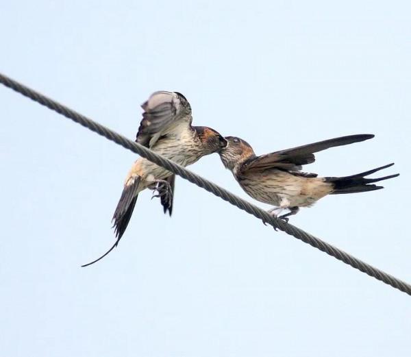 62對愛情鳥大比拼欣賞