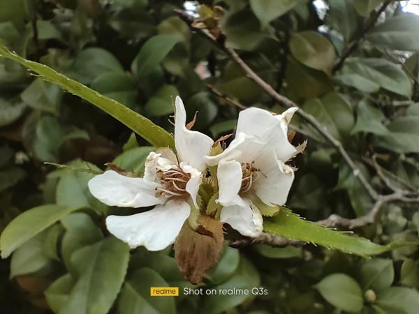 日用拍照全覆蓋,realmeQ3s評測相機篇 日用拍照全覆蓋,realmeQ3s評測相機篇