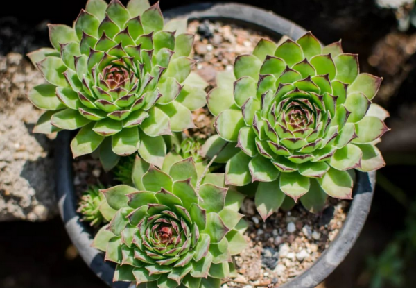 多肉側芽少怎麼辦?試試這3種方法,操作簡單,爆頭效果好 多肉側芽少怎麼辦?試試這3種方法,操作簡單,爆頭效果好