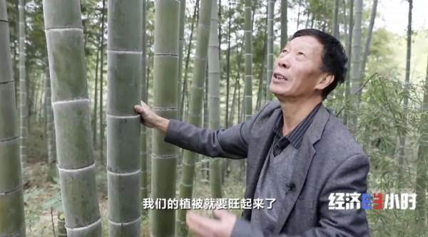 5萬畝竹林，每年光賣“空氣”能掙70萬元？！咋回事