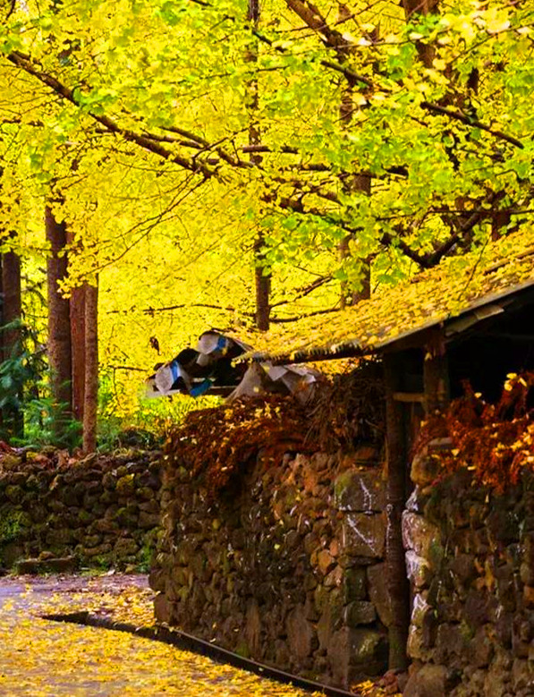 秋天的銀杏村 秋天的銀杏村