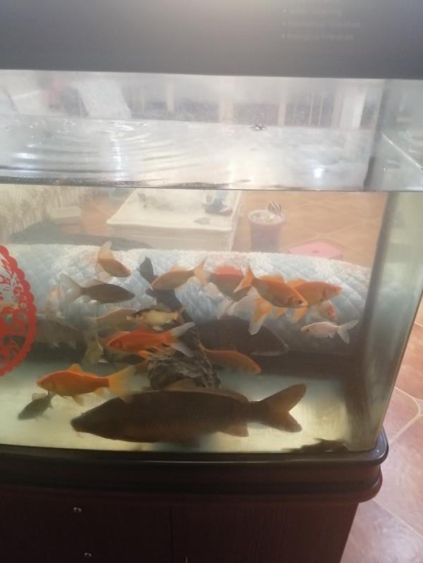 意外收穫野生大鯉魚，洗臉盆都裝不下