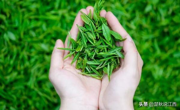 江西這款茶,有人說名字雖不算雅,但喝過一次就會愛上 江西這款茶,有人說名字雖不算雅,但喝過一次就會愛上