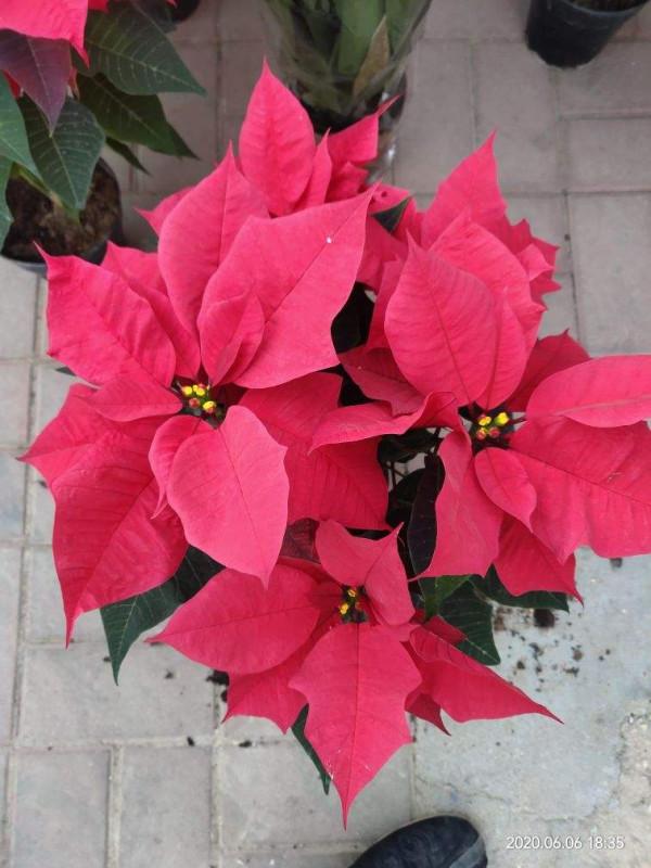 4種彩葉植物，顏值比花高，耐陰好養特省心